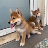 u2895-IMG-20251005-WA0033