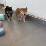 u2895-IMG-20251005-WA0035