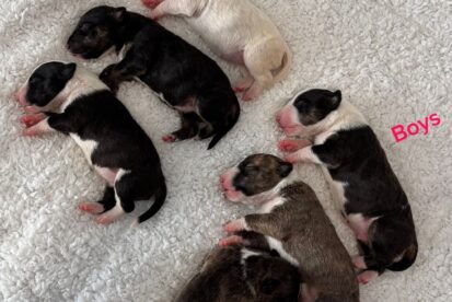 גורי בולטרייר ננסי / מיניבולטרייר מבית גידול 