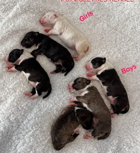 גורי בולטרייר ננסי / מיניבולטרייר מבית גידול “Bombullynes”