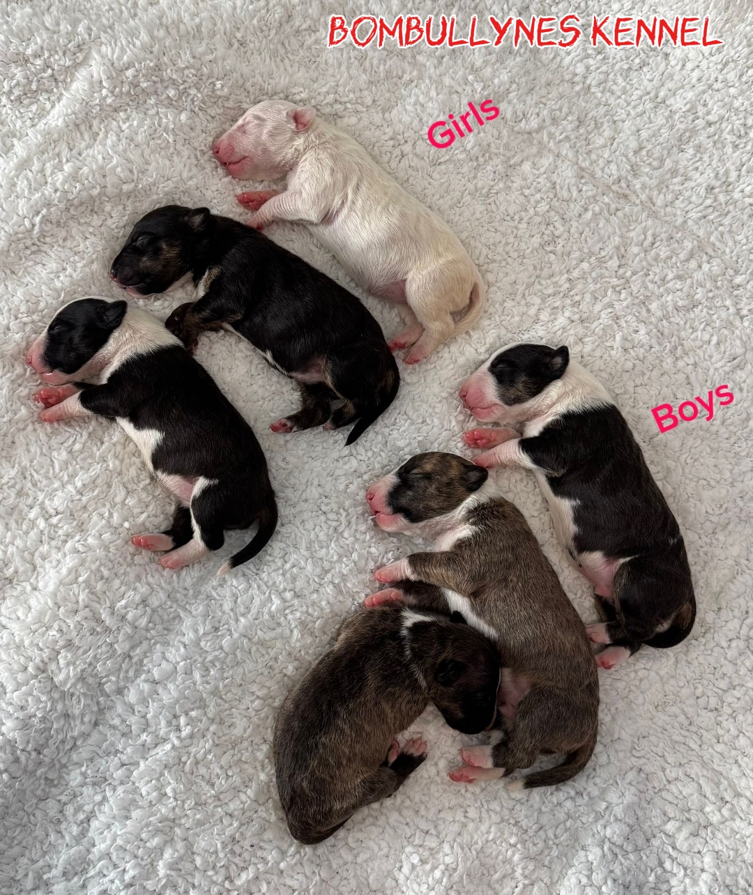 גורי בולטרייר ננסי / מיניבולטרייר מבית גידול “Bombullynes”