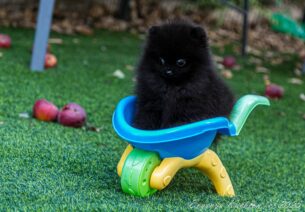 גורי פומרניין גזעיים משתי המלטות יפייפיות