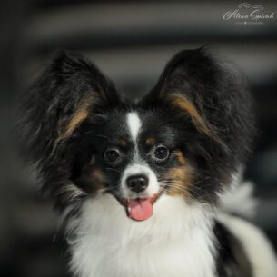 פפיון גור זכר טריקולור