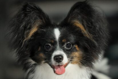 פפיון גור זכר טריקולור