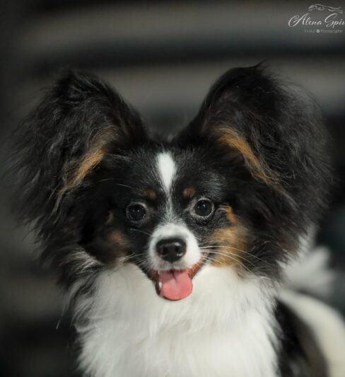 פפיון גור זכר טריקולור