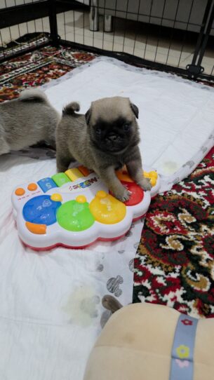 גורי פאג מתועדים fci