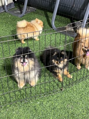 גורי פומרניאן מתועדים