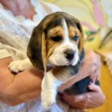 u4768-WhatsApp-Image-2025-10-17-at-14.10.14