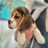 u4768-WhatsApp-Image-2025-10-17-at-14.13.39