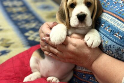 גורי ביגל איכותיים