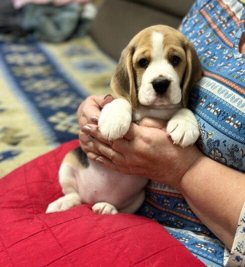 גורי ביגל איכותיים