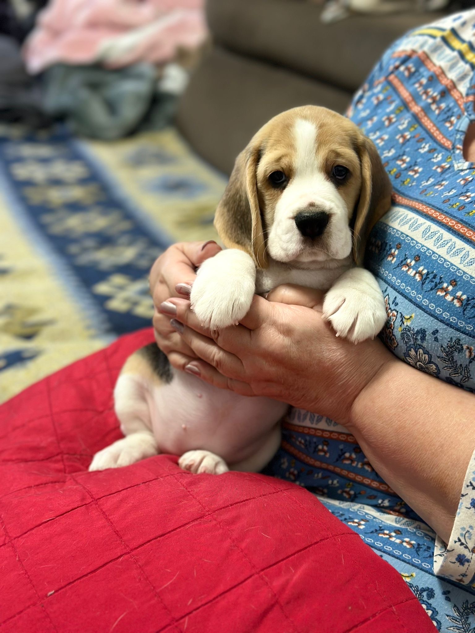 גורי ביגל איכותיים
