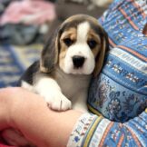 u4770-38c6ea34-bce6-4d74-81da-2bdc4e52008e