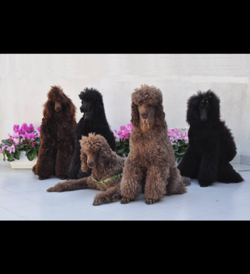 AVIVIM פודלים ענקים