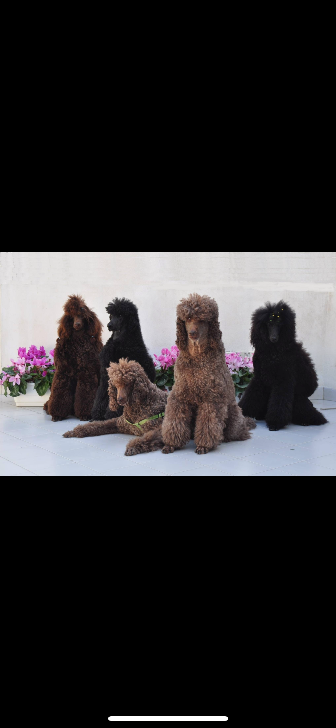 AVIVIM פודלים ענקים