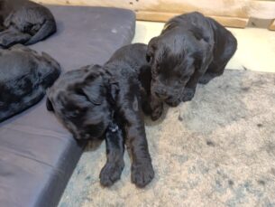 למכירה גורי שנאוצר ענק