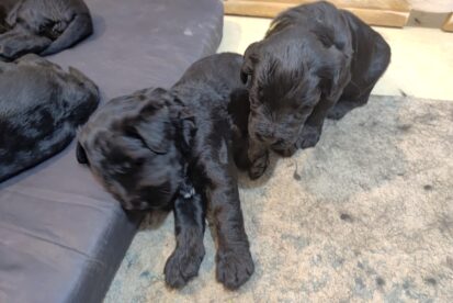 למכירה גורי שנאוצר ענק