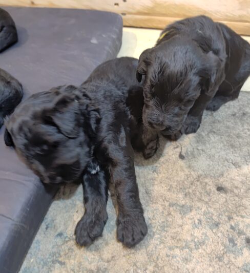 למכירה גורי שנאוצר ענק