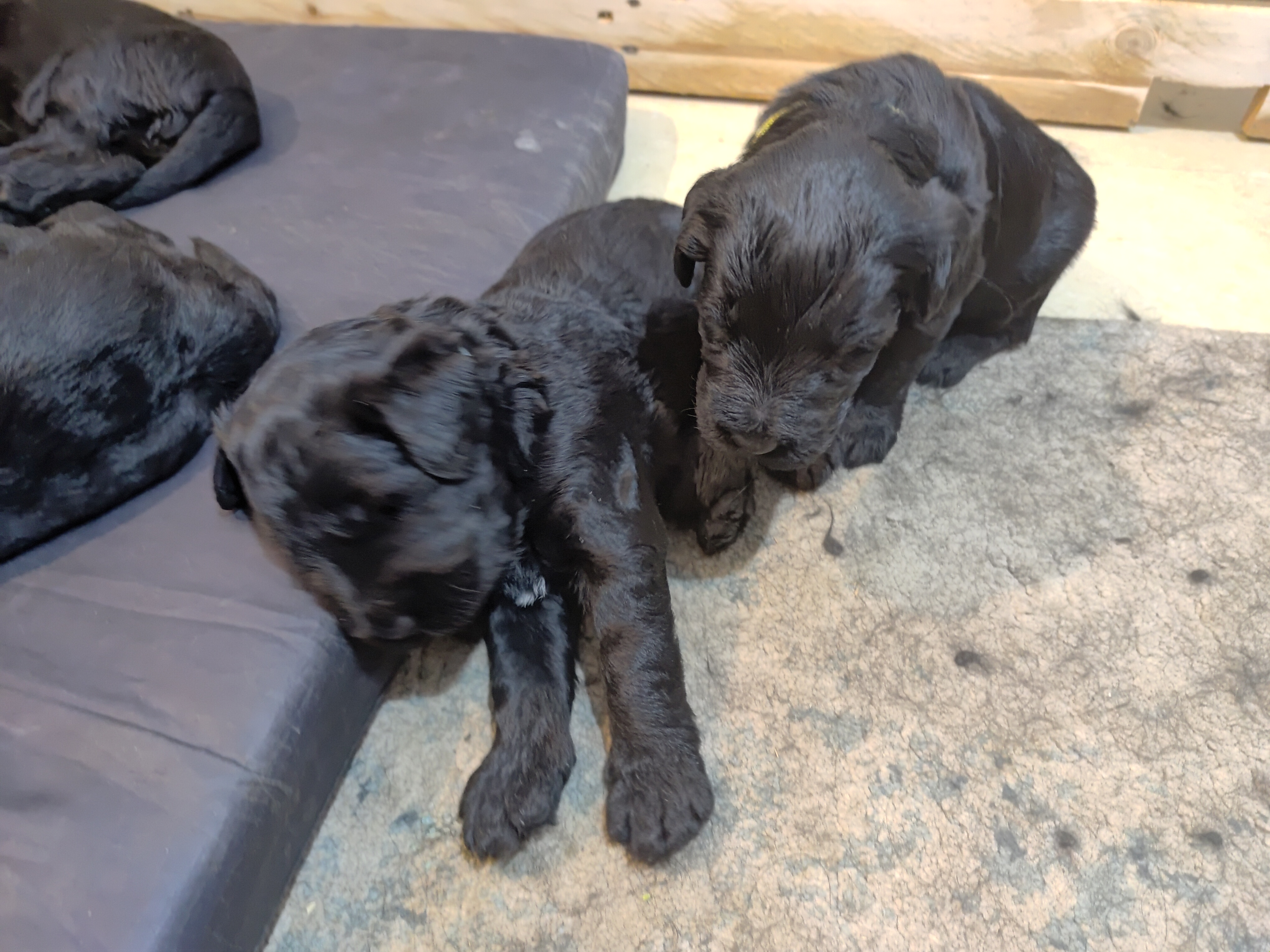 למכירה גורי שנאוצר ענק