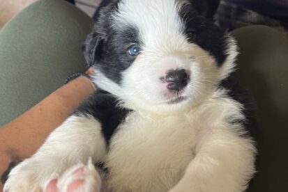 למכירה גורי בורדר קולי הכי יפים בארץ