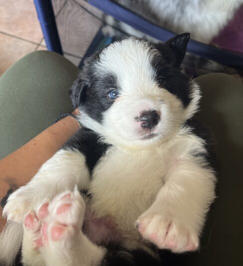 למכירה גורי בורדר קולי הכי יפים בארץ