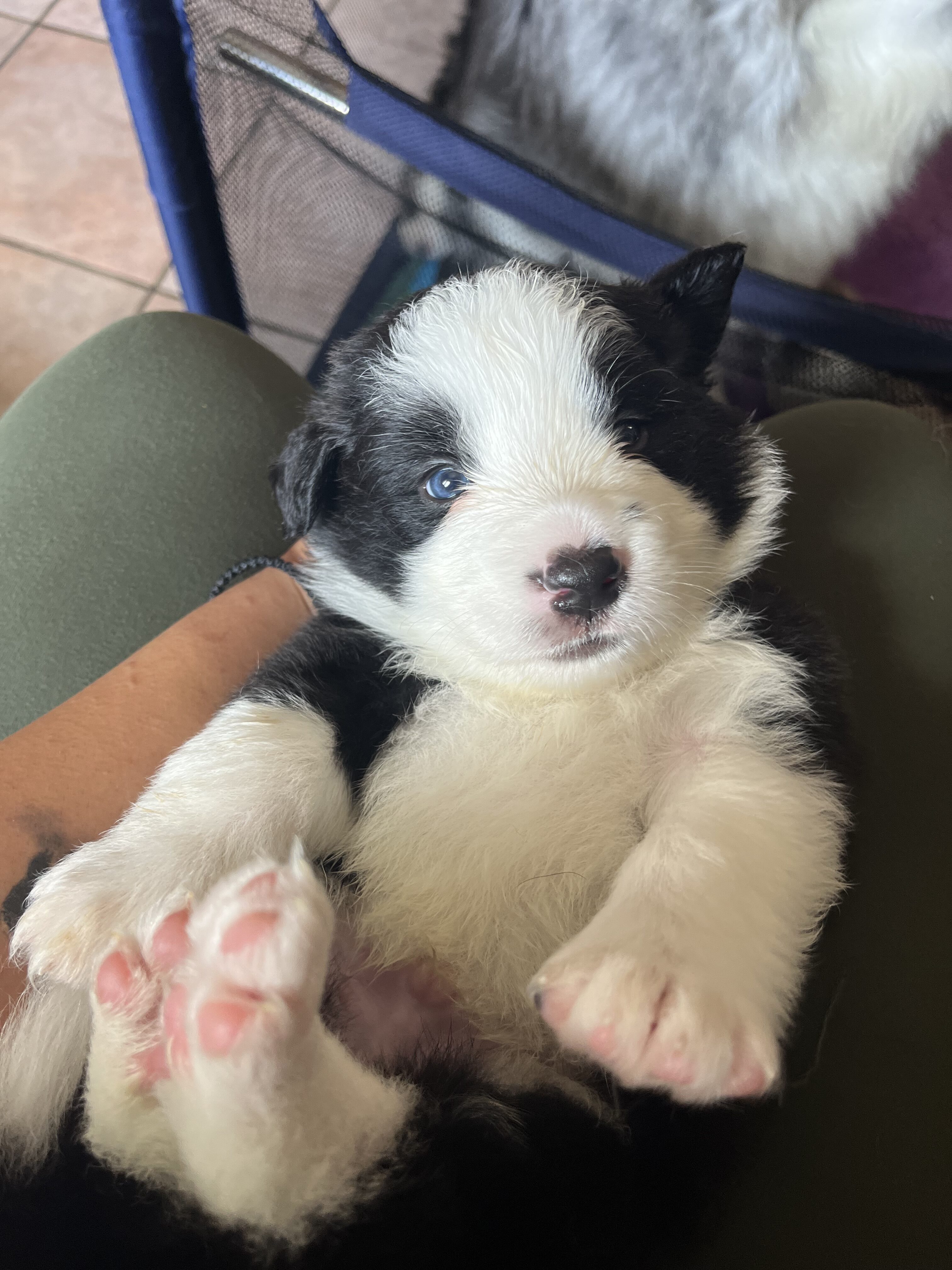 למכירה גורי בורדר קולי הכי יפים בארץ