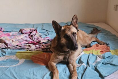 ליילי - מלינואה בת 1.5