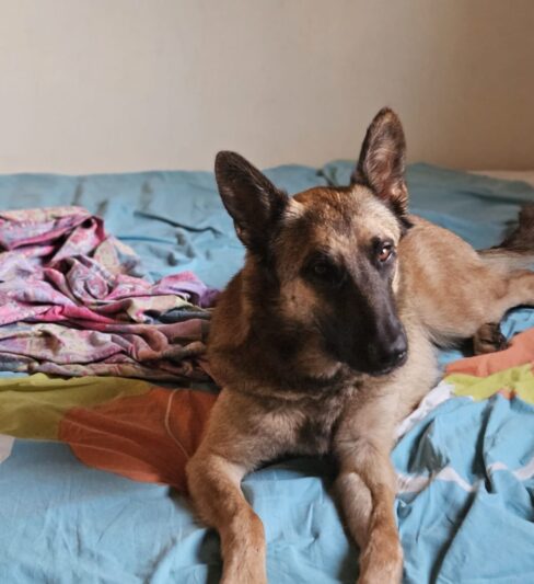 ליילי – מלינואה בת 1.5