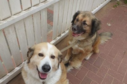 אימוץ אח ואחות בני 9