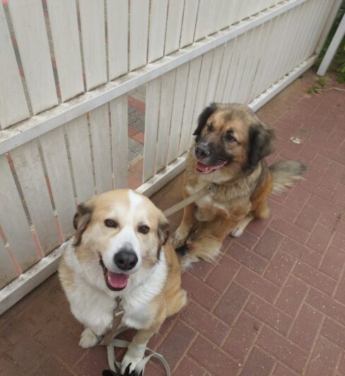 אימוץ אח ואחות בני 9