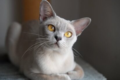 גורי בורמזי BURMESE KITTENS