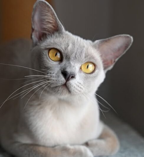 גורי בורמזי BURMESE KITTENS