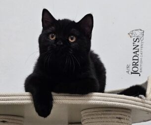 גורים בריטיים גזעיים מבית הגידול Air Jordna