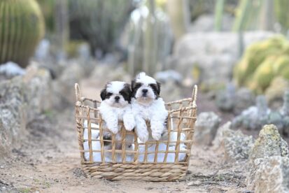 המלטה מתוכננת של שיצו