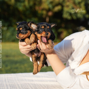 טוי רוסי ארוך שיער | Русский той
