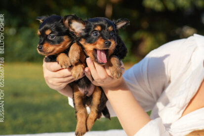 טוי רוסי ארוך שיער | Русский той