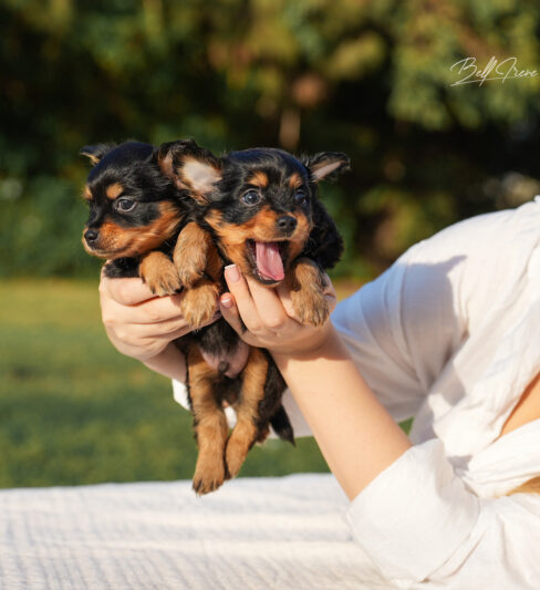 טוי רוסי ארוך שיער | Русский той