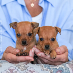 גורות טוי רוסי קצר שיער | Русский Той