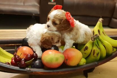 גורי קינג צארלס גזעיים