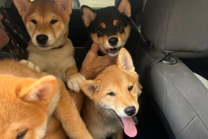 גורי שיבה אינו