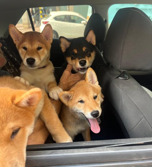 גורי שיבה אינו