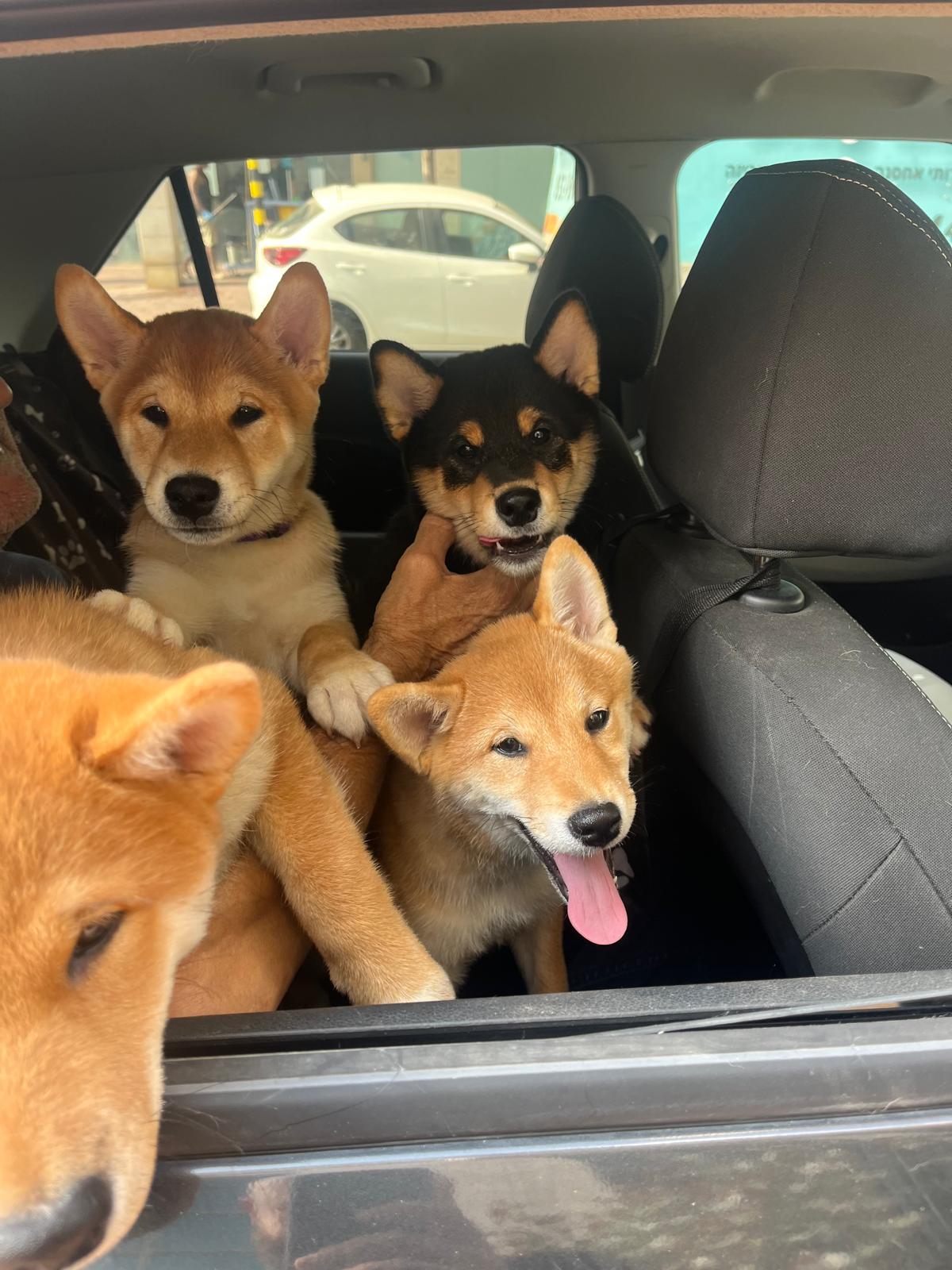 גורי שיבה אינו