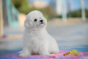 גורי בישון פריזה איכותיים – נולדו להורים אלופים ועם אופי מושלם