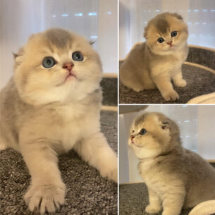 גורה סקוטי פולד גזעית