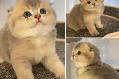 גורה סקוטי פולד גזעית