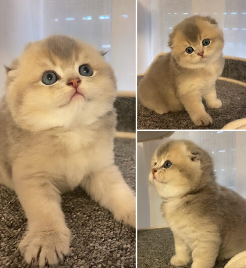 גורה סקוטי פולד גזעית