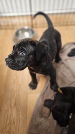 גורי קאנו קורסו מתועדים מוכנים להצטרף למשפחות חדשות.