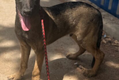 לביא - רועה בלגי מעורב