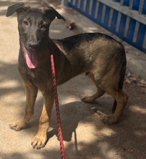 לביא – רועה בלגי מעורב