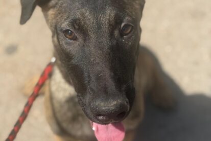 קליפורד - רועה בלגי מעורב